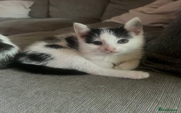 British Shorthair cats for sale: Female kitten - ready to collect  - Image 1