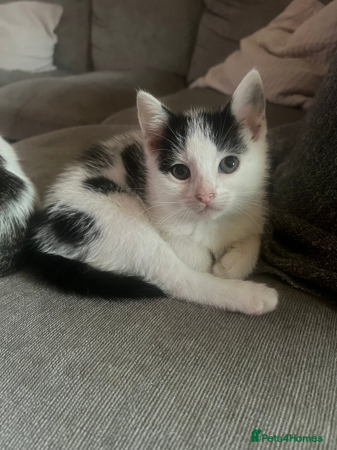 British Shorthair cats for sale: Female kitten - ready to collect  - Image 1