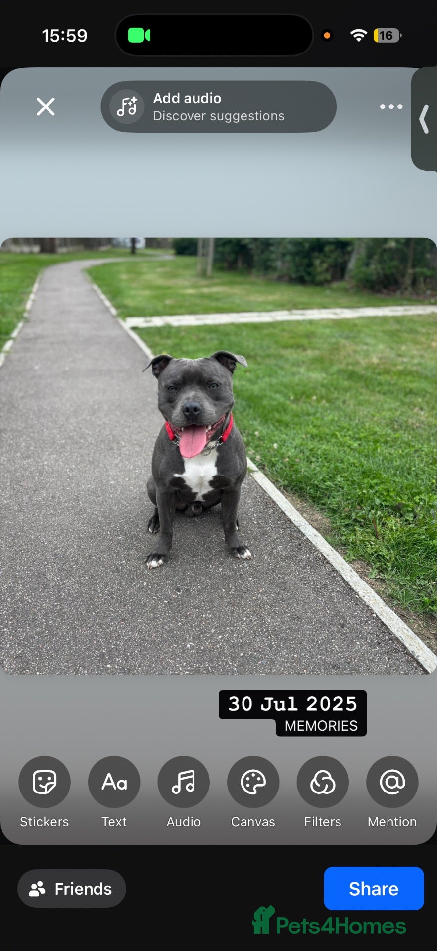 Staffordshire Bull Terrier dogs Beautiful blue up for Stud - Advert 1