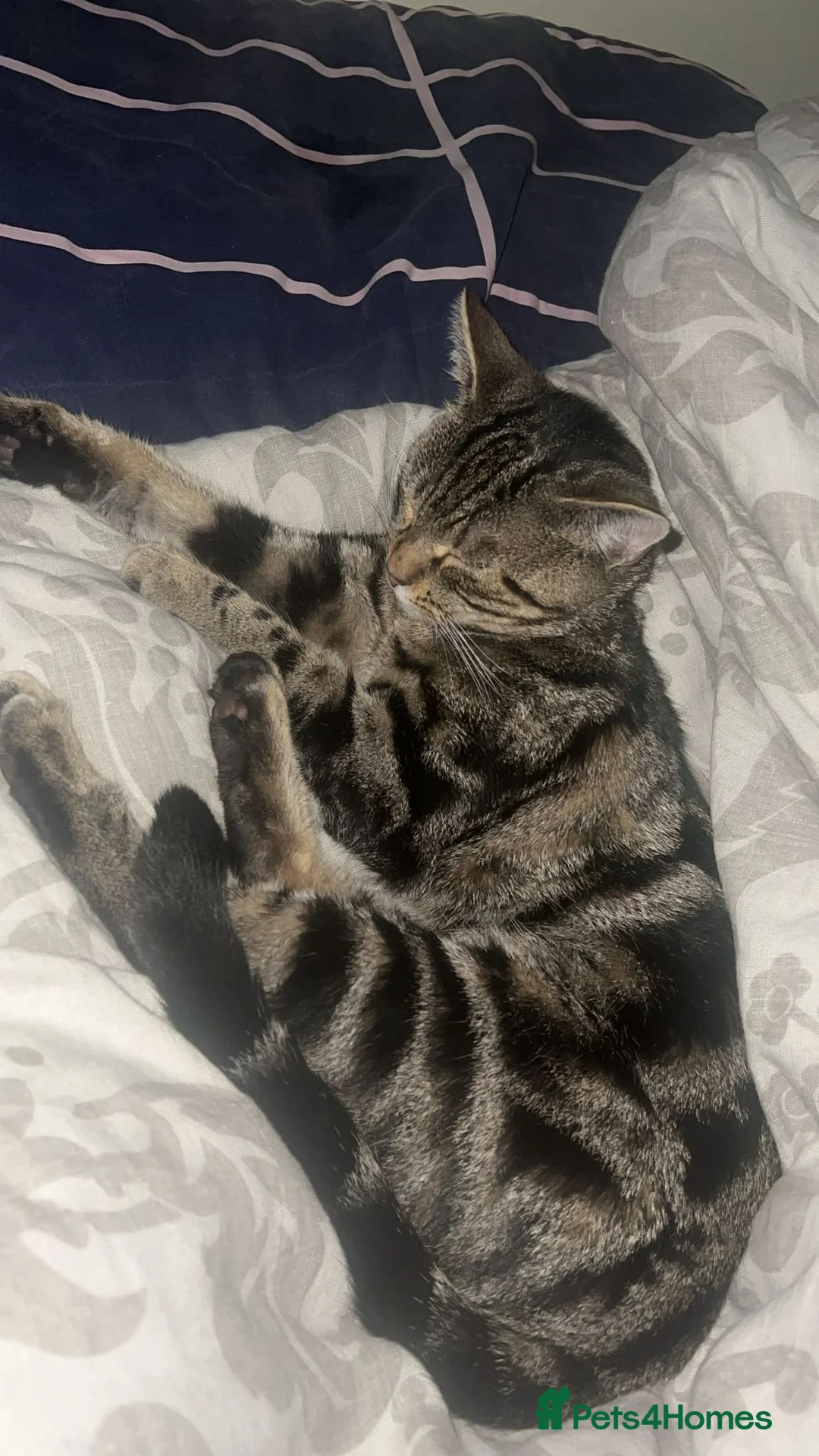 Mixed Breed cats for sale: SIAMESE X FEMALE KITTEN **AVAILABLE** in London - Advert 3