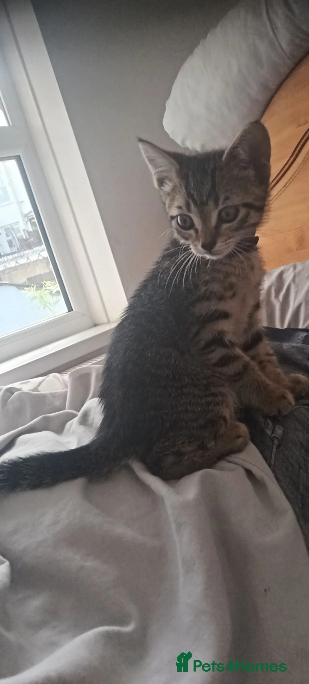 Mixed Breed cats for sale: Beautiful striped girl kitten - Advert 3