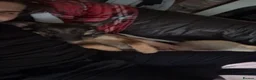 Mixed Breed dogs for sale: Narla needs rehoming due to certain circumstances. in Newark - Advert 5