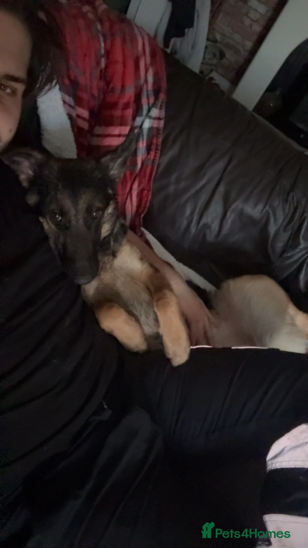 Mixed Breed dogs for sale: Narla needs rehoming due to certain circumstances. in Newark - Advert 5