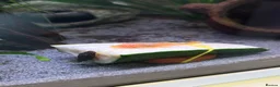 Plecos fish for sale: Common and albino bristlenose plecos - Advert 6
