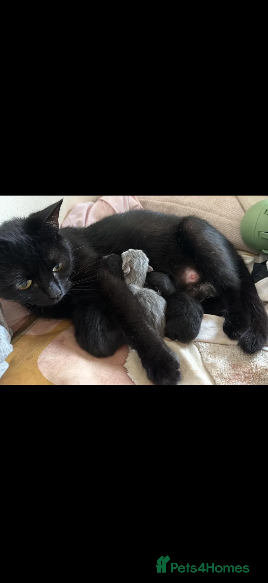 British Shorthair cats for sale: 3 beautiful kittens for sale - Advert 1