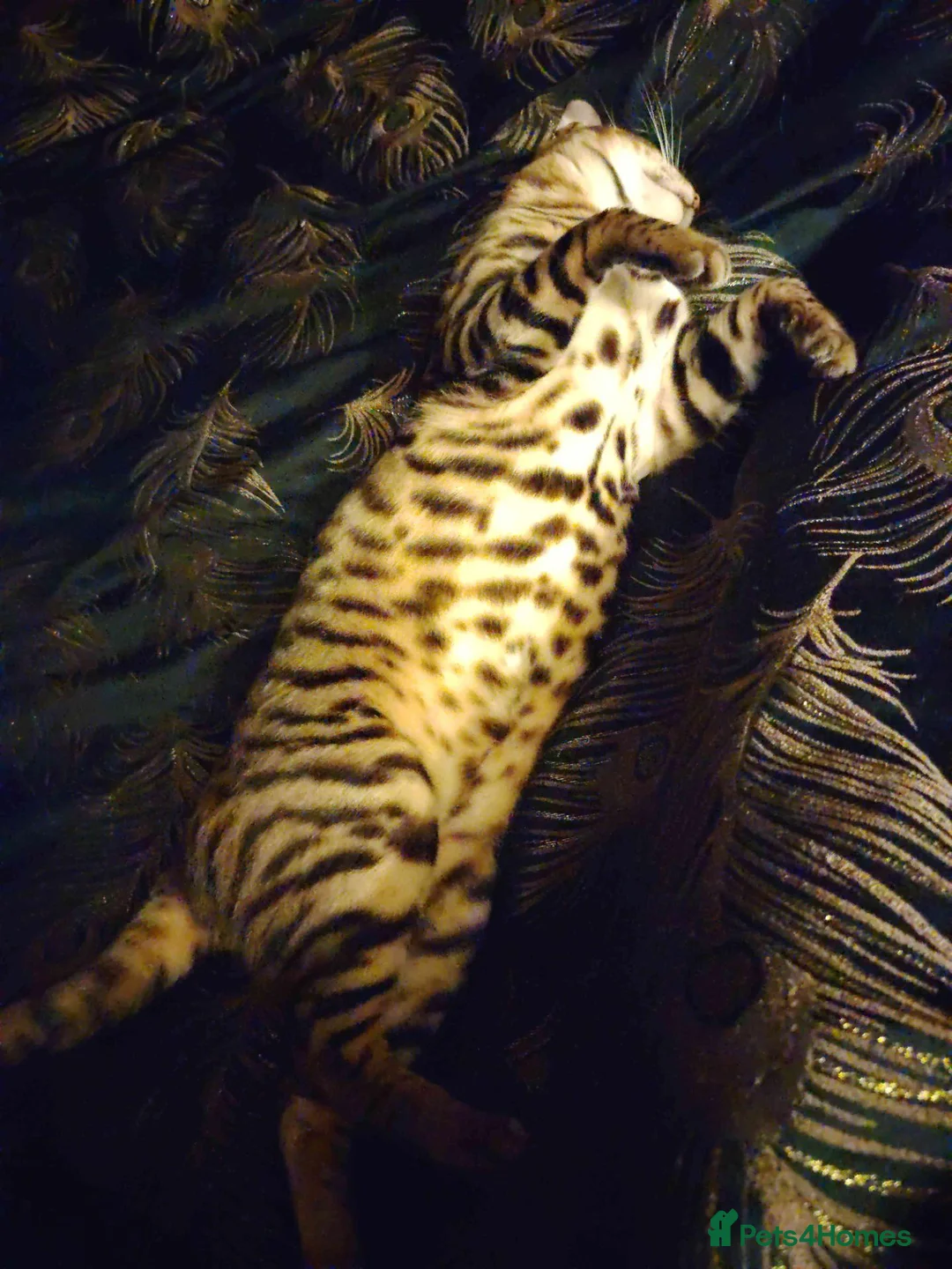 Toyger cats for sale: Male Toyger kitten  in London - Advert 4
