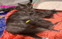 Maine Coon cats for sale: Purebred Blue Maincoon Kittens  - Image 7