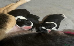 English Springer Spaniel dogs for stud: Beautiful Proven Springer Spaniel for stud. in Abertillery - Image 2