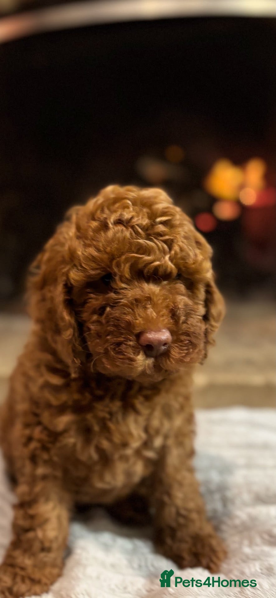 Cavapoo dogs for sale: Rufus - Advert 1