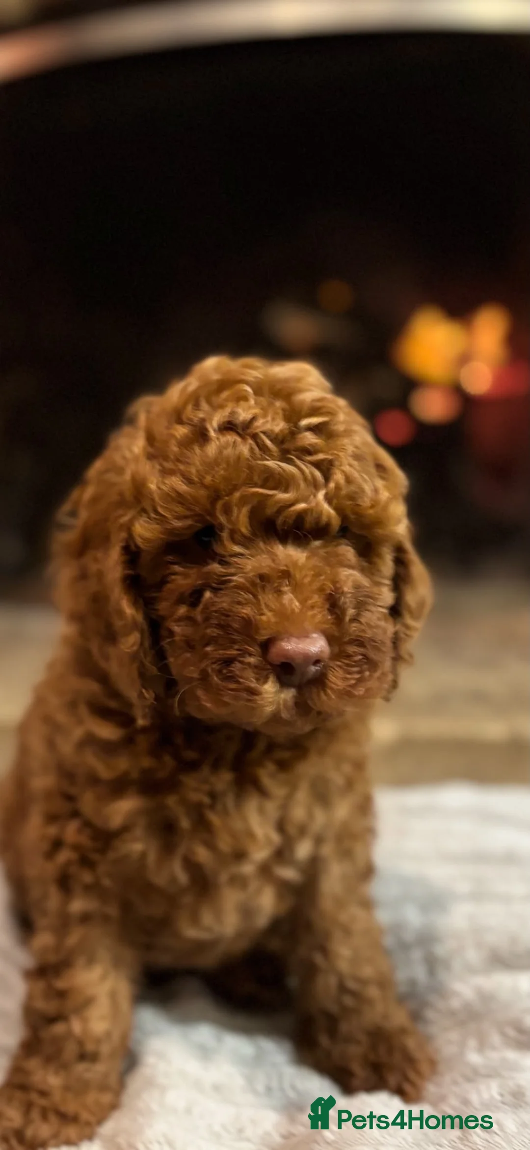 Cavapoo dogs for sale: Rufus - Advert 1