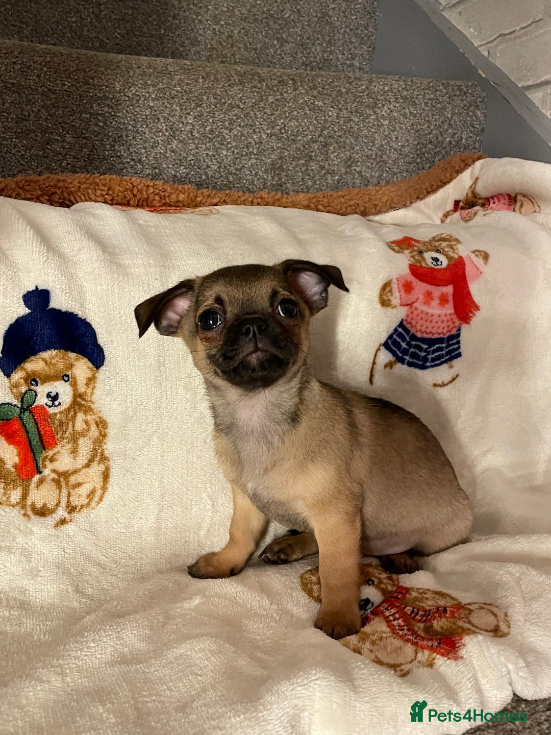 Chihuahua dogs for sale: Chihuahua Puppies  - Advert 10