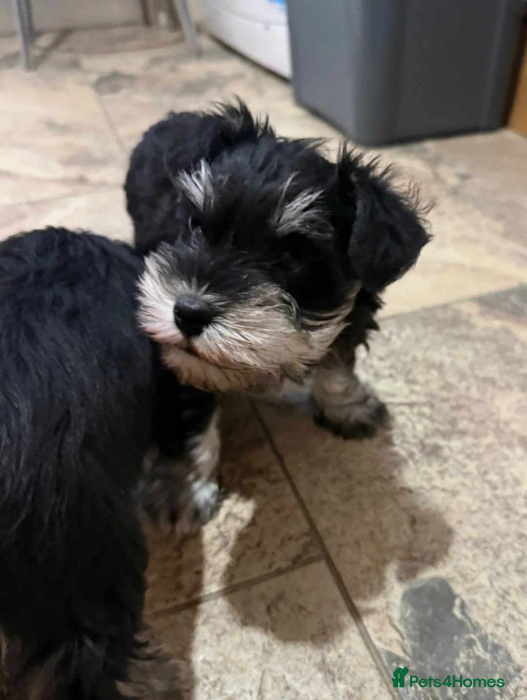 Miniature Schnauzer dogs for sale: Miniature Schnauzer Puppies - Advert 5