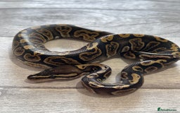 Python Snake reptiles for sale: Royal Pythons stunning morphs  - Image 7
