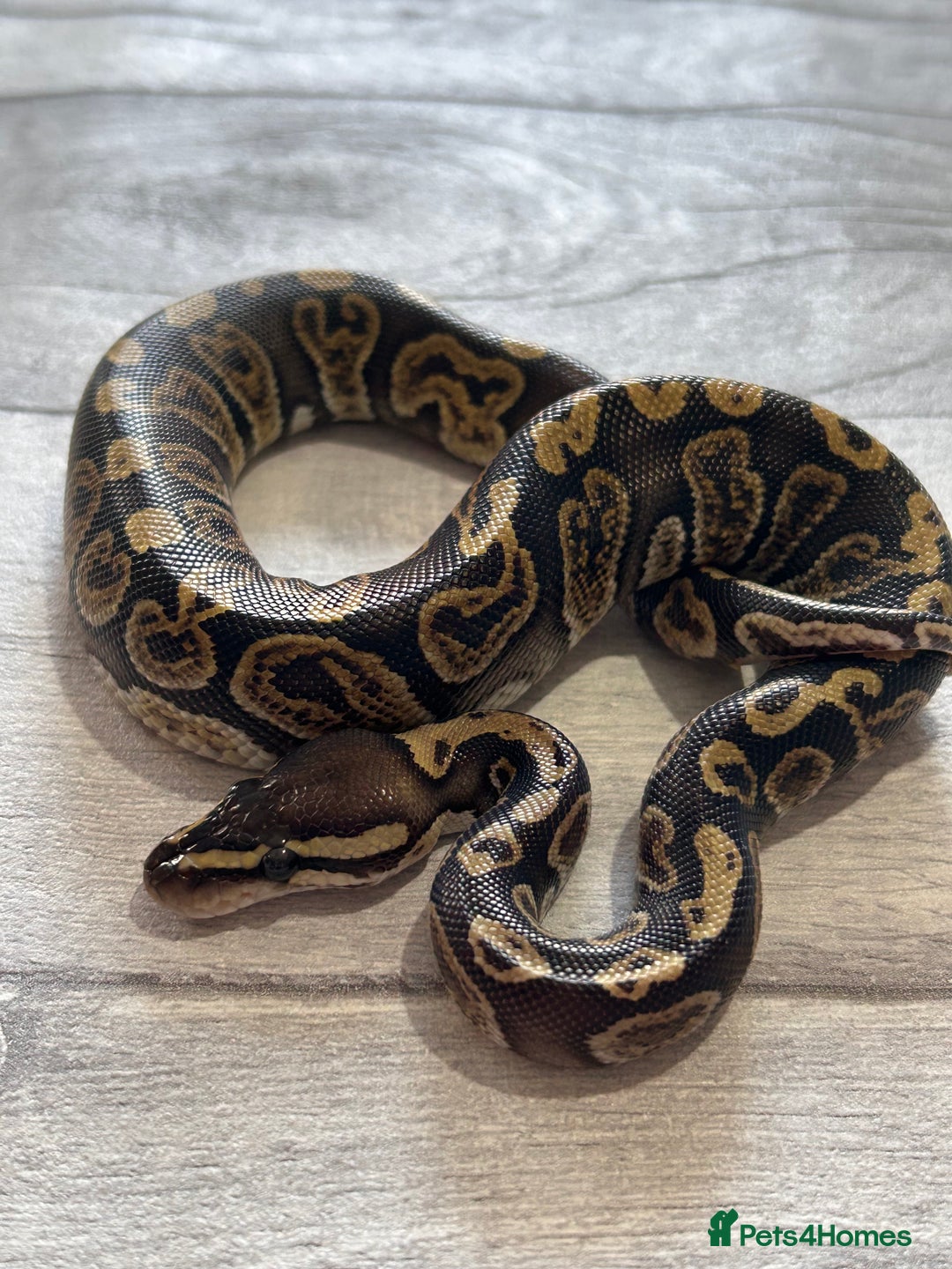 Python Snake reptiles for sale: Royal Pythons stunning morphs  - Image 7