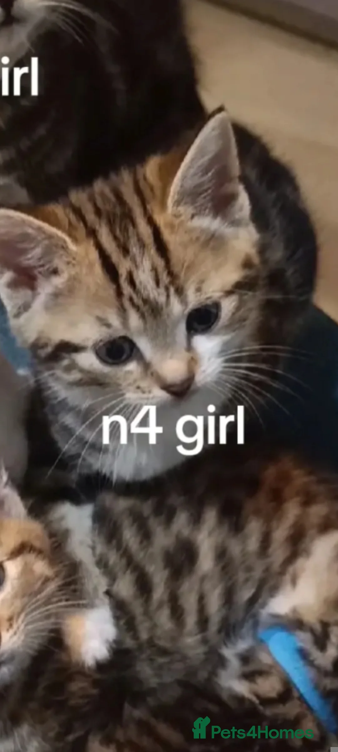 Toybob cats for sale: cat kittin  - Advert 16