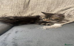 Mixed Breed cats for sale: 2 beautiful boys looking for forever home - Image 2