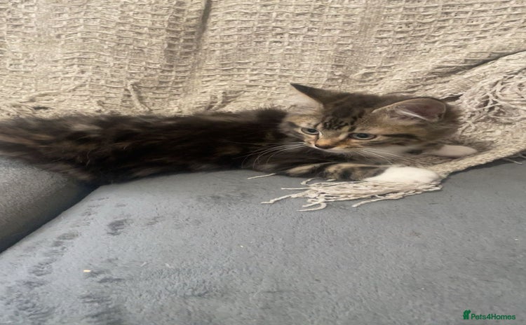 Mixed Breed cats for sale - Advert 1