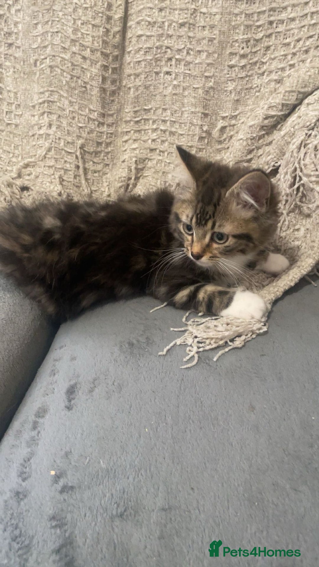 Mixed Breed cats for sale: 2 beautiful boys looking for forever home - Image 2