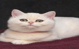 British Shorthair cats for sale: British shorthair kittens golden silver TICA - Image 21
