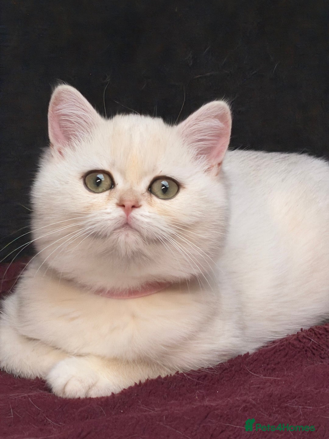 British Shorthair cats for sale: British shorthair kittens golden silver TICA - Image 21