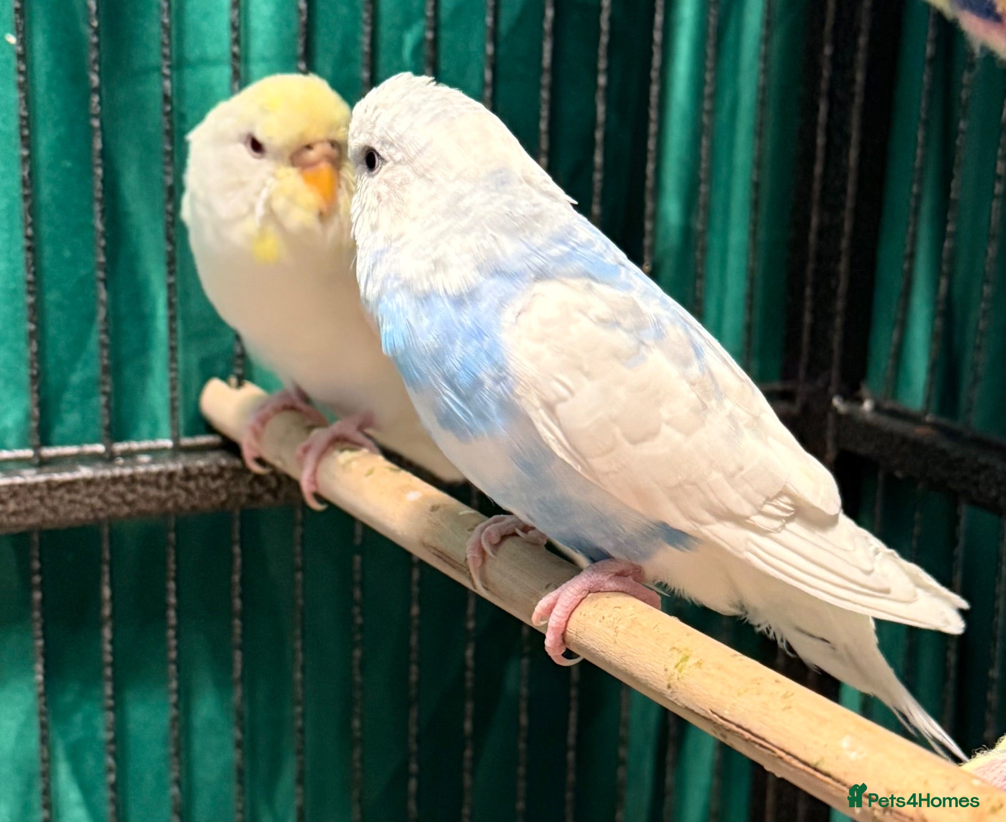 Budgerigars birds young  budgies available  Wa7  area   - Advert 2