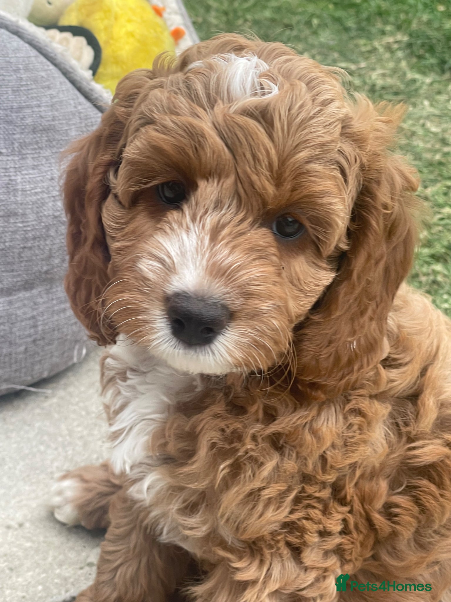 Cockapoo dogs Ready Wednesday! Cockapoo Puppies 🐾 - Advert 6