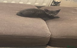 British Shorthair cats for sale: Kittens ready to go  - Image 7