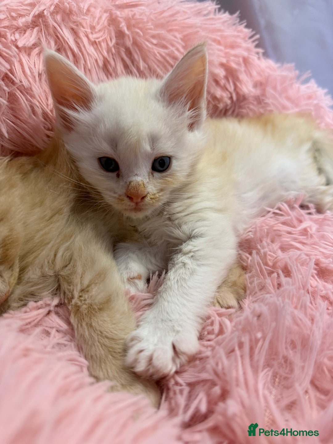 Maine Coon cats for sale: TICA REGISTERED MAINE COON KITTENS - Advert 7