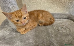 Domestic Shorthair cats for sale: 6 kittens ready for sale, 2 months old - Image 8