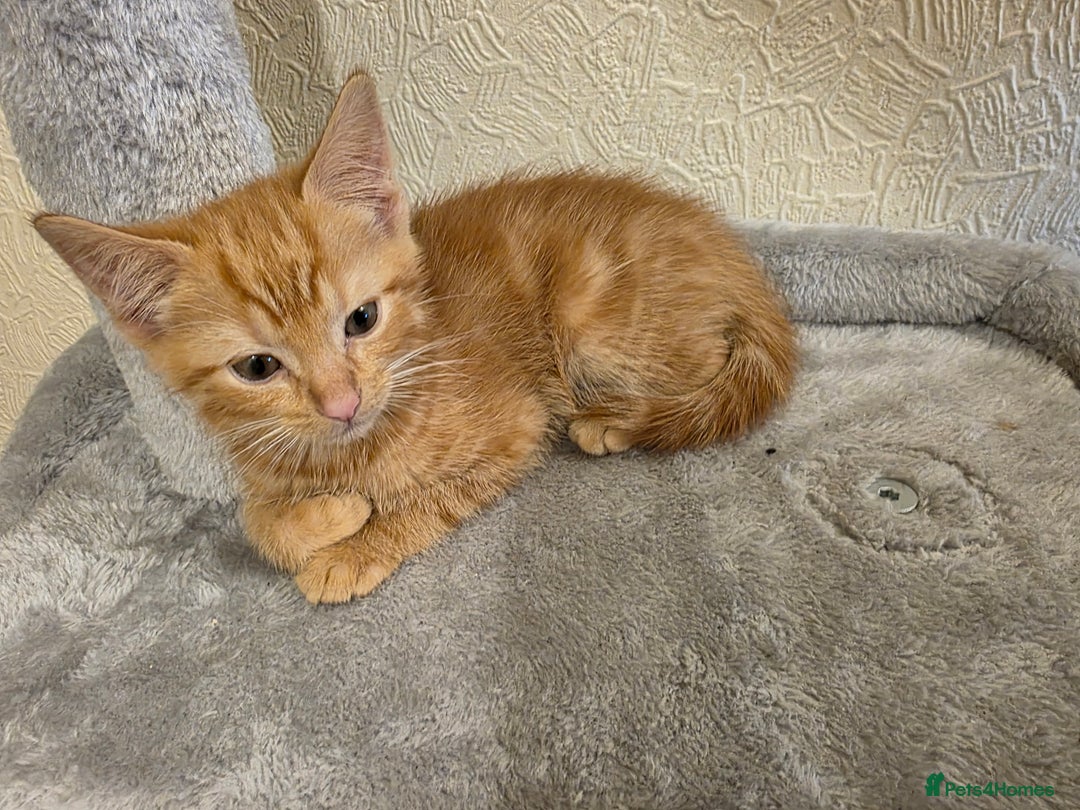 Domestic Shorthair cats for sale: 6 kittens ready for sale, 2 months old - Image 8