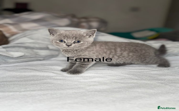 British Shorthair cats - Advert 12