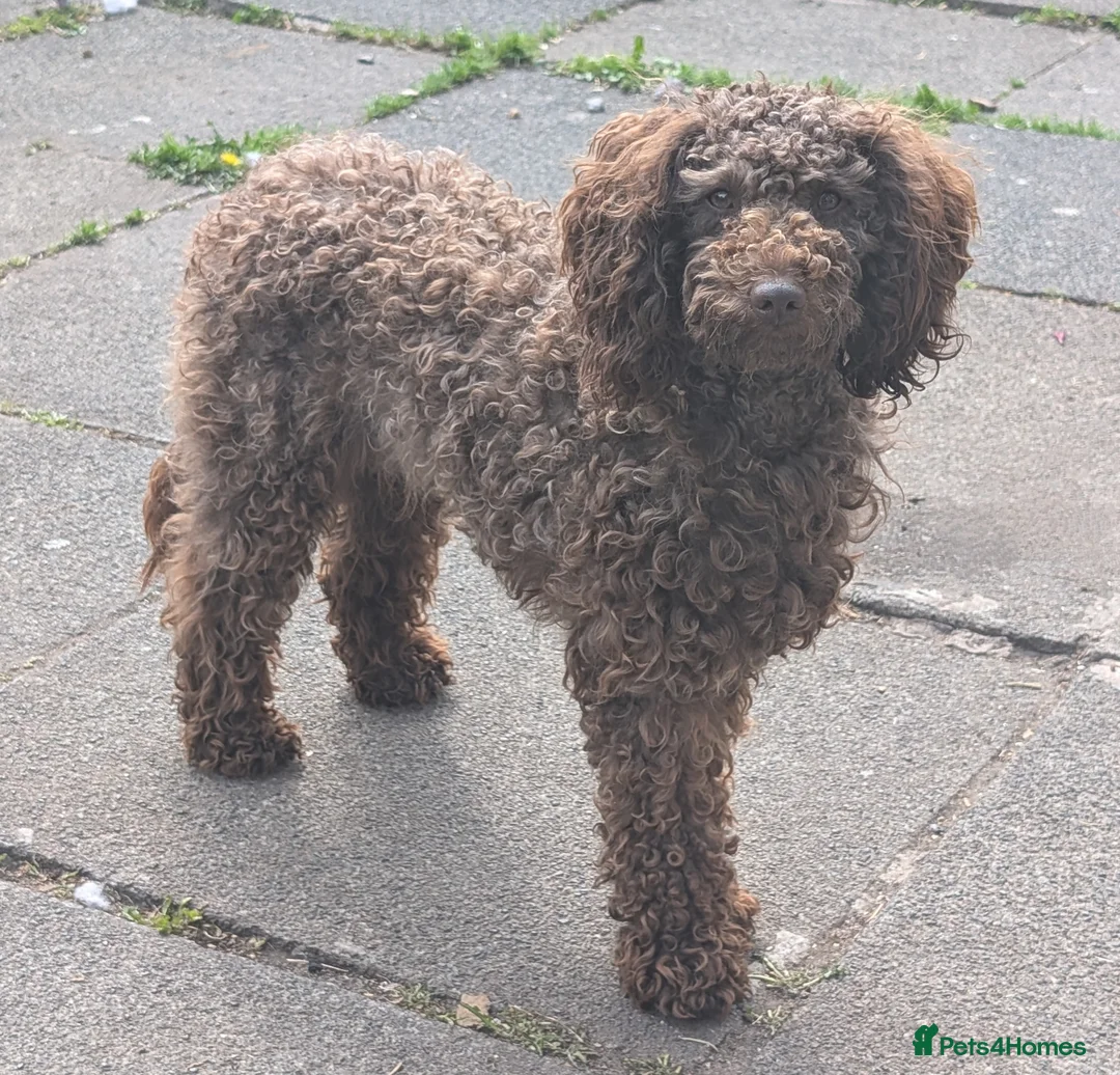 Cockapoo dogs for stud: F2 chocolate cockapoo stud - Advert 5