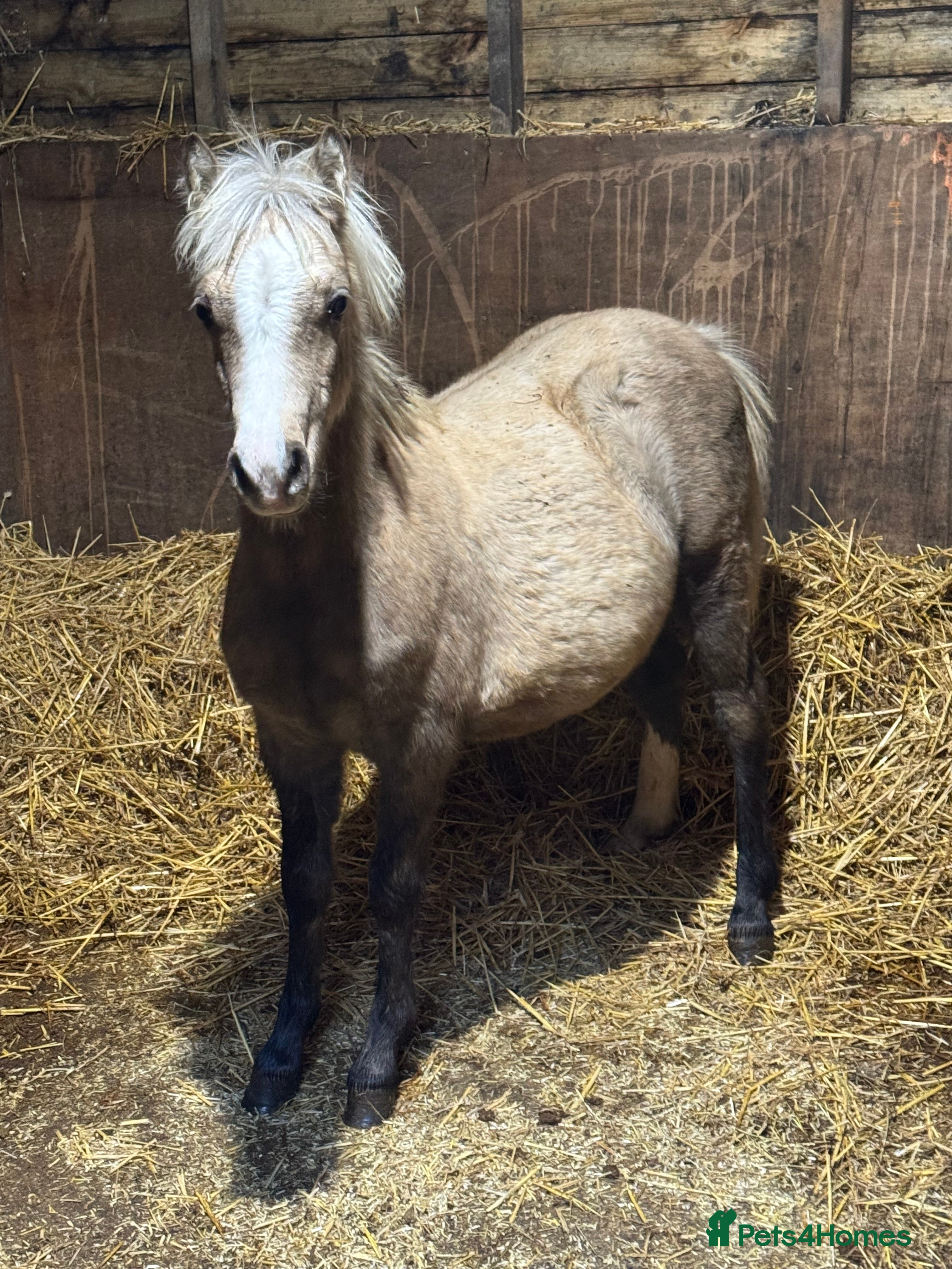 Welsh Section A horses Homes saught for the Welsh Babies  - Advert 18