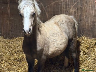 Welsh Section A horses Homes saught for the Welsh Babies - Advert 3