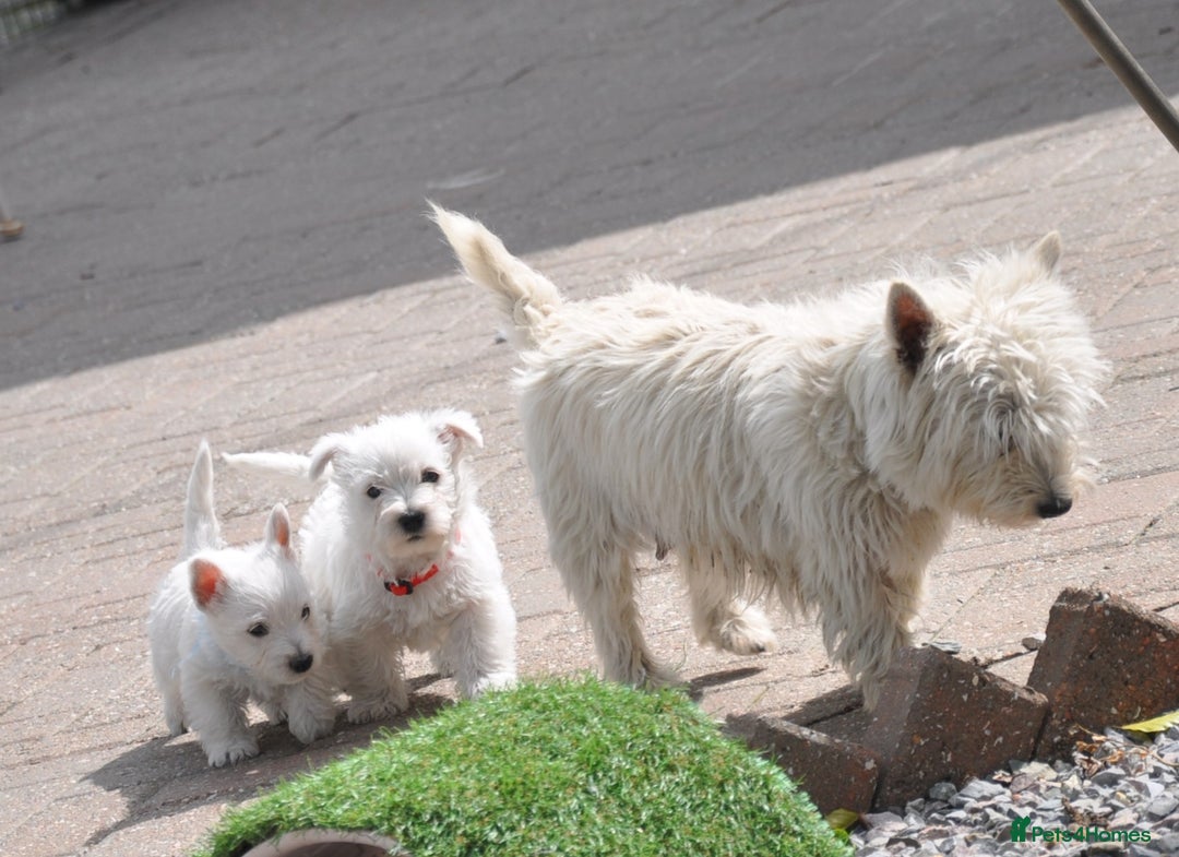 West Highland Terrier dogs for sale: West Highland terrier Puppies - Image 5