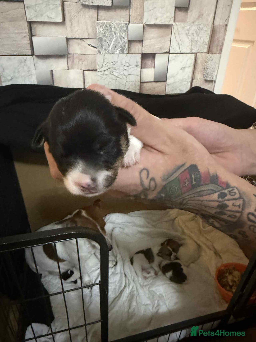 Jack Russell dogs for sale: Beautiful jack Russell terrier puppies  - Image 2