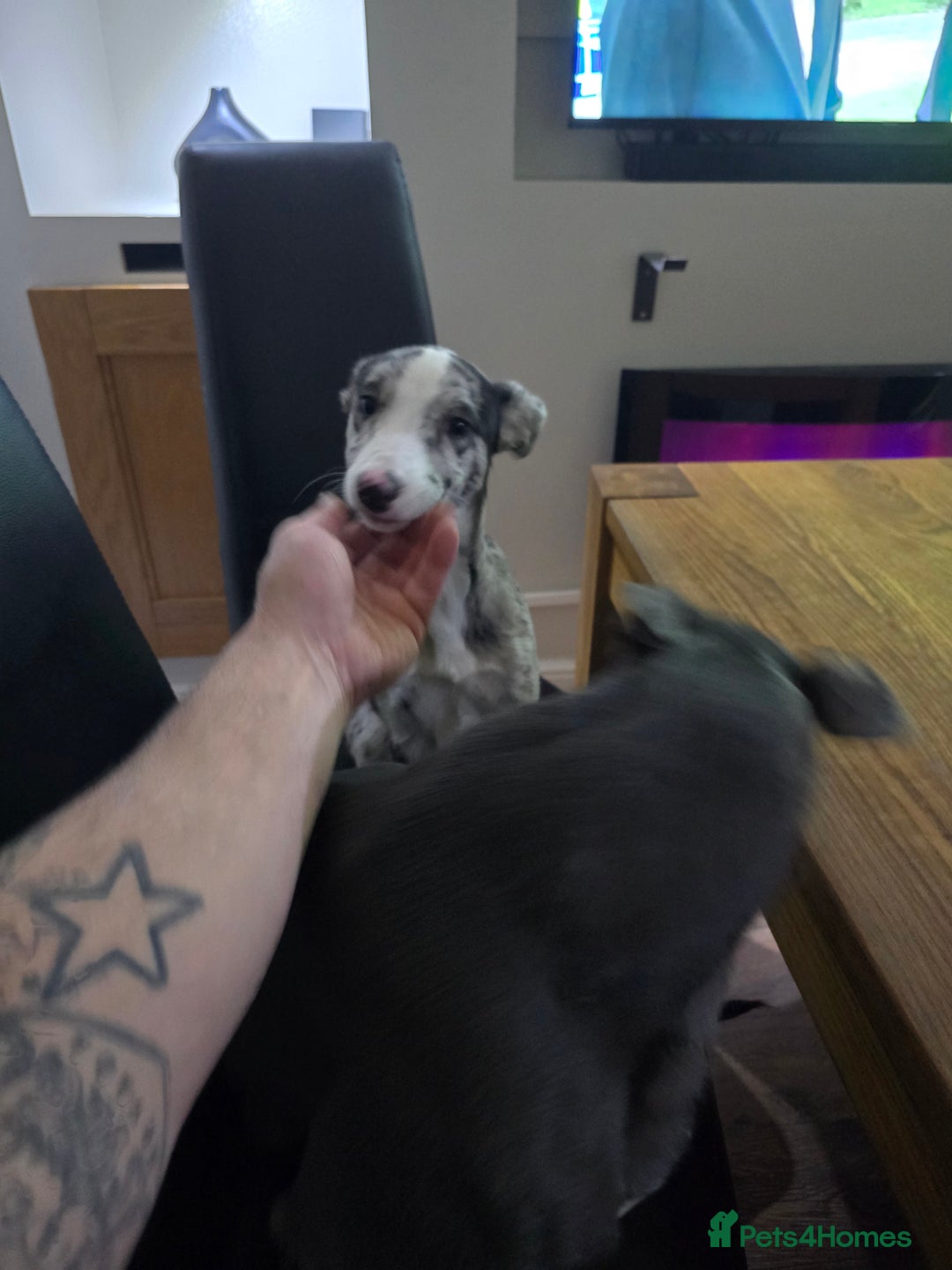 Mixed Breed dogs for sale: Collie whippet  - Advert 6