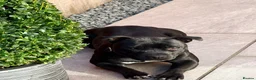Staffordshire Bull Terrier dogs for sale: Adorable Staffordshire bull terrier - Advert 3
