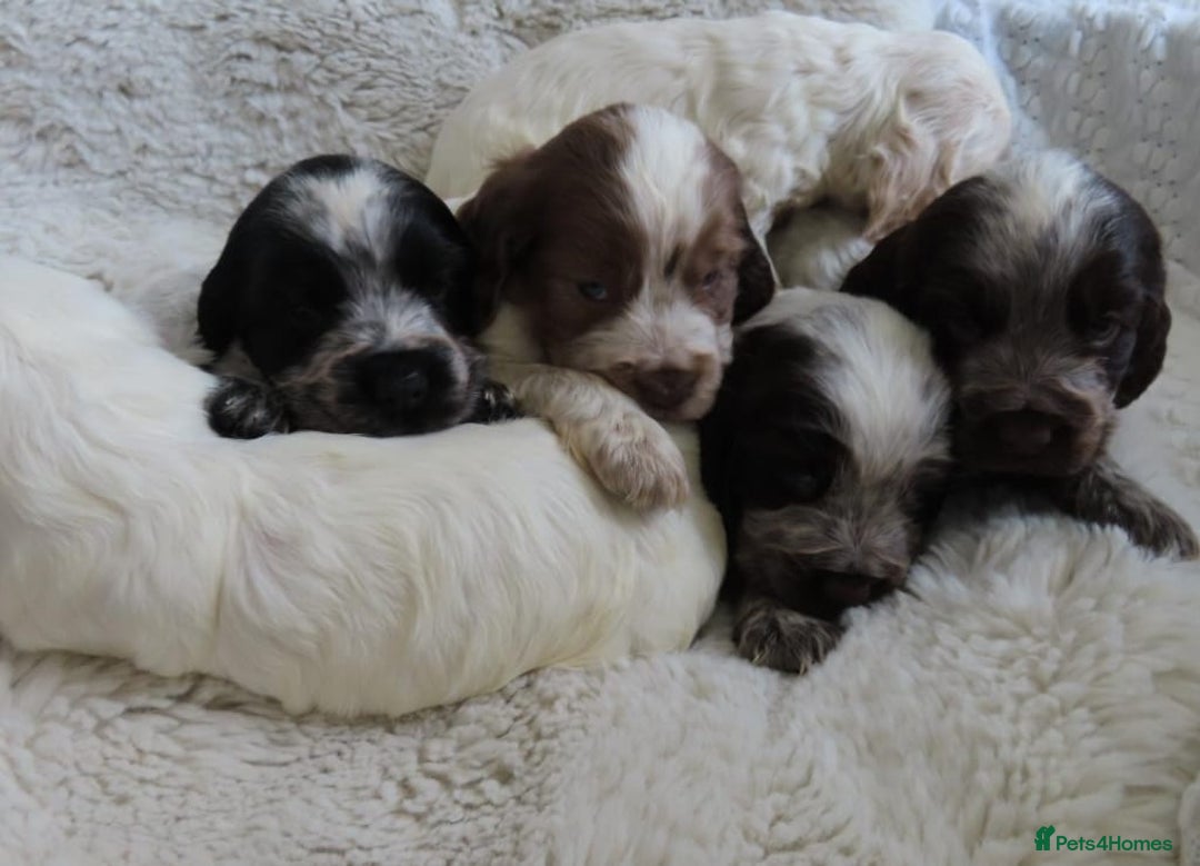 Cocker Spaniel dogs for sale: ❤️‍🔥❤️‍🔥💥Show Type Cocker Spaniel Puppies - Advert 35