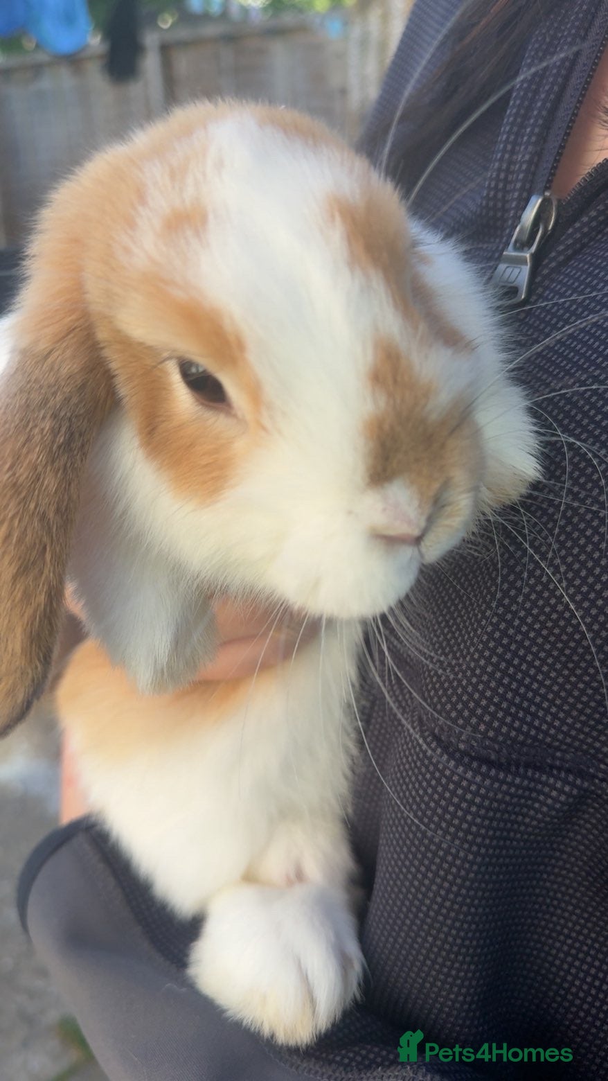 Mini Lop rabbits for sale: 2 mini lop boys in Hull - Advert 3