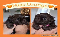 Shih Tzu dogs for sale: Stunning KC chocolate imperial Shihtzu puppies - Image 22
