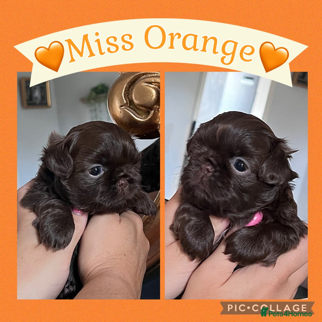 Shih Tzu dogs for sale: Stunning KC chocolate imperial Shihtzu puppies - Image 22