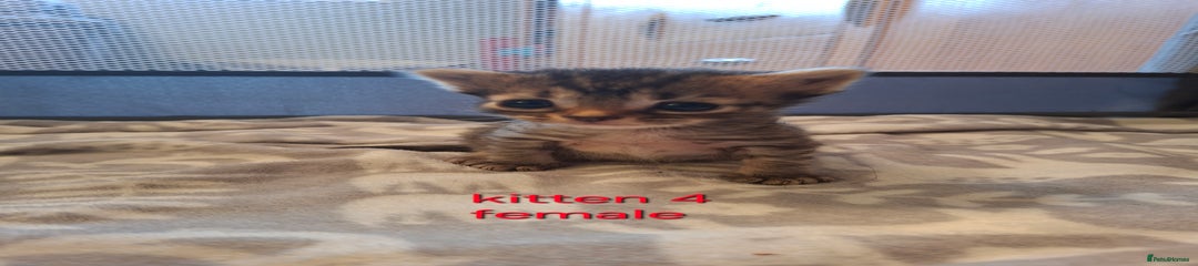 British Shorthair Kitten 4