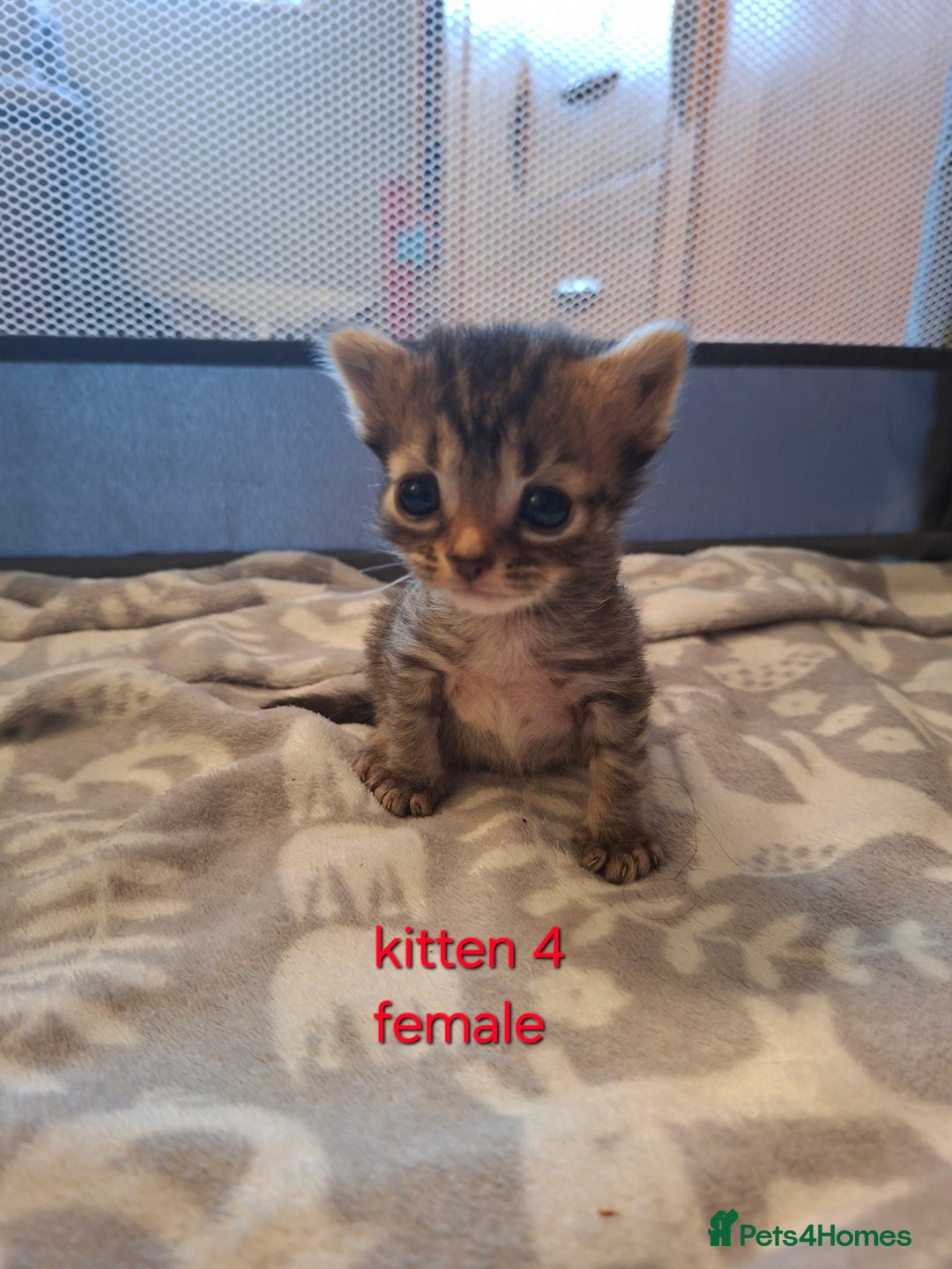 British Shorthair cats for sale: Beautiful kittens 😸  - Image 6