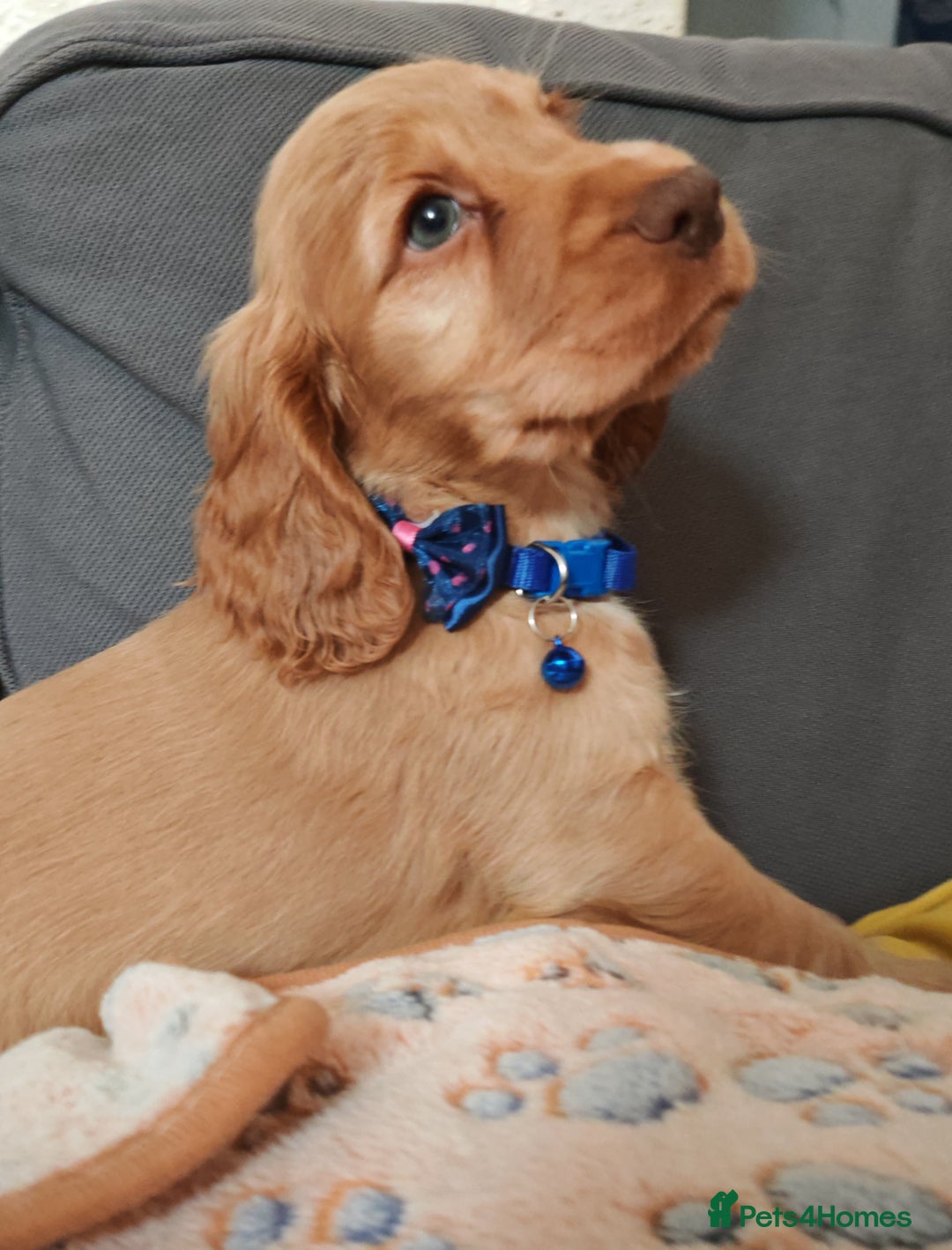 Cocker Spaniel dogs for sale: 🔥LAST TWO BOYS LEFT!🔥 KC SHOW COCKER SPANIEL  - Image 18