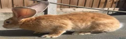 Continental Giant rabbits for sale: Giant ready to go now 12 weeks old  - Advert 9