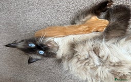 Ragdoll cats for sale: 4 ragdoll x tabby kittens left - Image 13