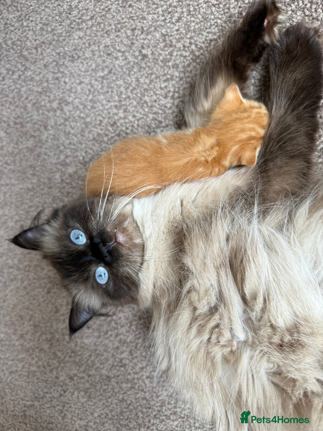 Ragdoll cats for sale: 4 ragdoll x tabby kittens left - Image 13