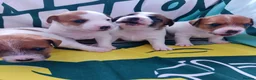 Jack Russell dogs for sale: Adorable Jack Russells - Advert 7
