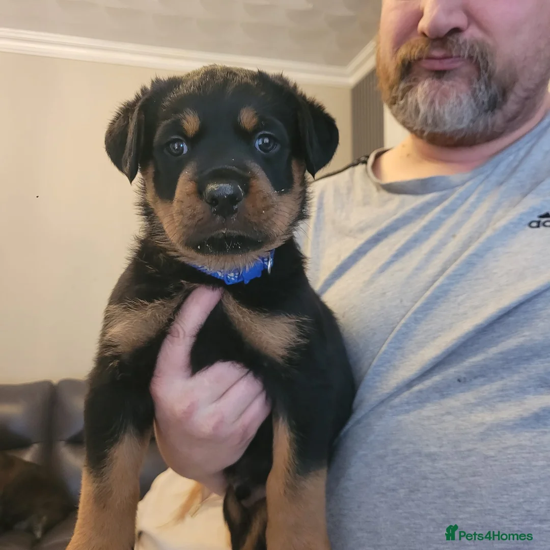 Rottweiler dogs for sale: 2 gorgeous rotti boys ready to go - Advert 2